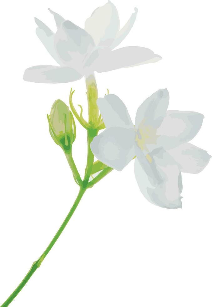 abstract van Arabisch jasmijn bloem Aan wit achtergrond. wetenschappelijk naam jasminum sambac vector