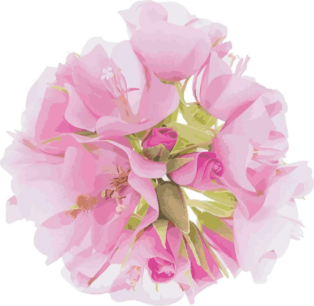 abstract van dichtbij omhoog roze dombeja bloem Aan wit achtergrond. vector