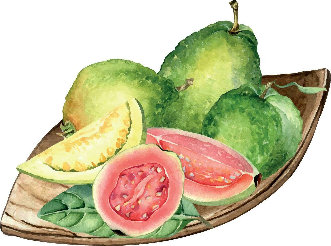 geheel guaves en plakjes Aan houten bord waterverf illustratie geïsoleerd Aan wit achtergrond. tropisch fruit, roze, geel guajava hand- getrokken. ontwerp voor inpakken, verpakking, label, keuken werktuig vector