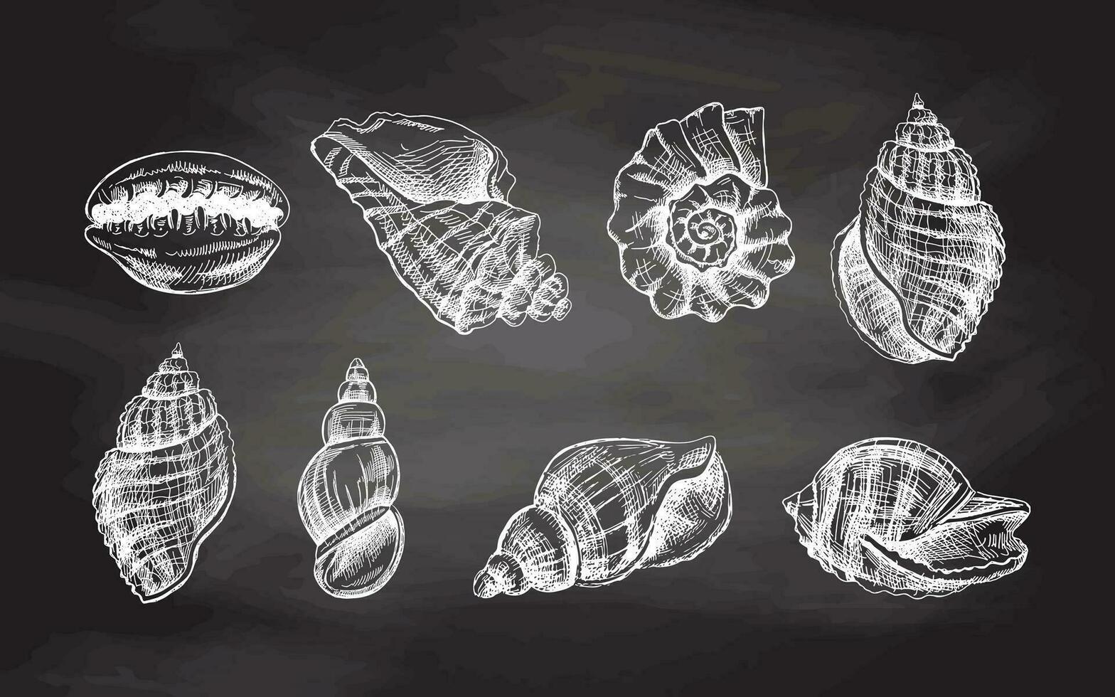 schelpen, ammoniet vector set. hand- getrokken wit schetsen illustratie. verzameling van realistisch schetsen van divers weekdieren zee schelpen van divers vormen geïsoleerd Aan schoolbord achtergrond.