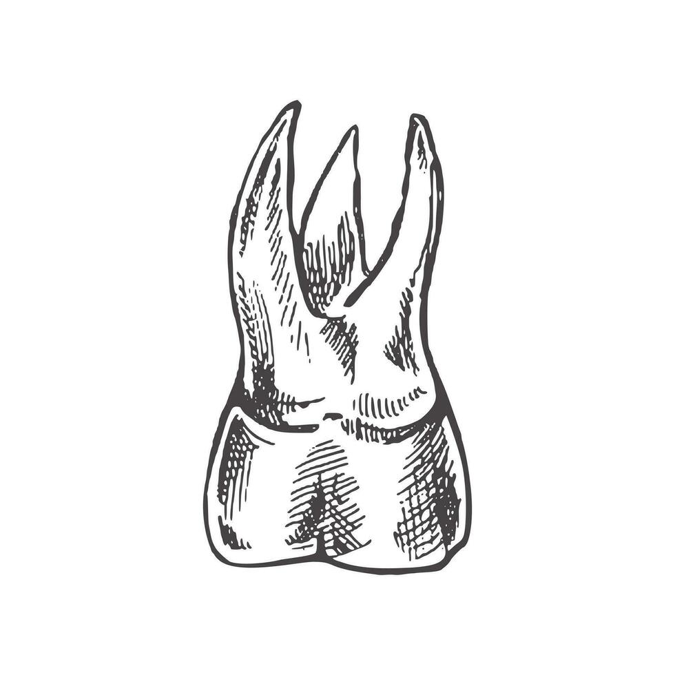 zeer gedetailleerd hand- getrokken menselijk tand met wortels. hand- getrokken schetsen. kies illustratie geïsoleerd Aan wit achtergrond. vector