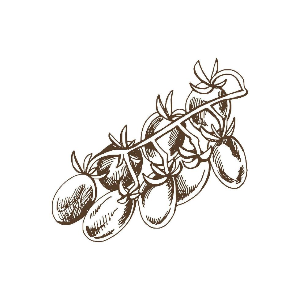 biologisch voedsel. hand- getrokken vector schetsen van kers tomaten Aan veel. tekening wijnoogst illustratie. decoraties voor de menu van cafés en etiketten. gegraveerde afbeelding.