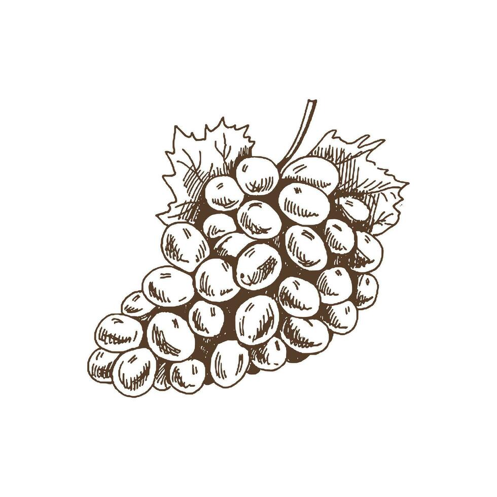 biologisch voedsel. hand- getrokken vector schetsen van bundel van druiven. tekening wijnoogst illustratie. decoraties voor de menu en etiketten. gegraveerde afbeelding.