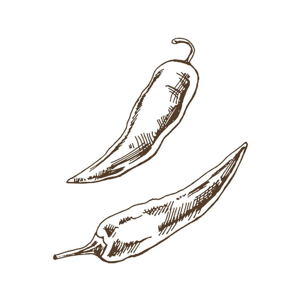 biologisch voedsel. hand- getrokken vector schetsen van chili peper. tekening wijnoogst illustratie. decoraties voor de menu van cafés en etiketten. gegraveerde afbeelding.