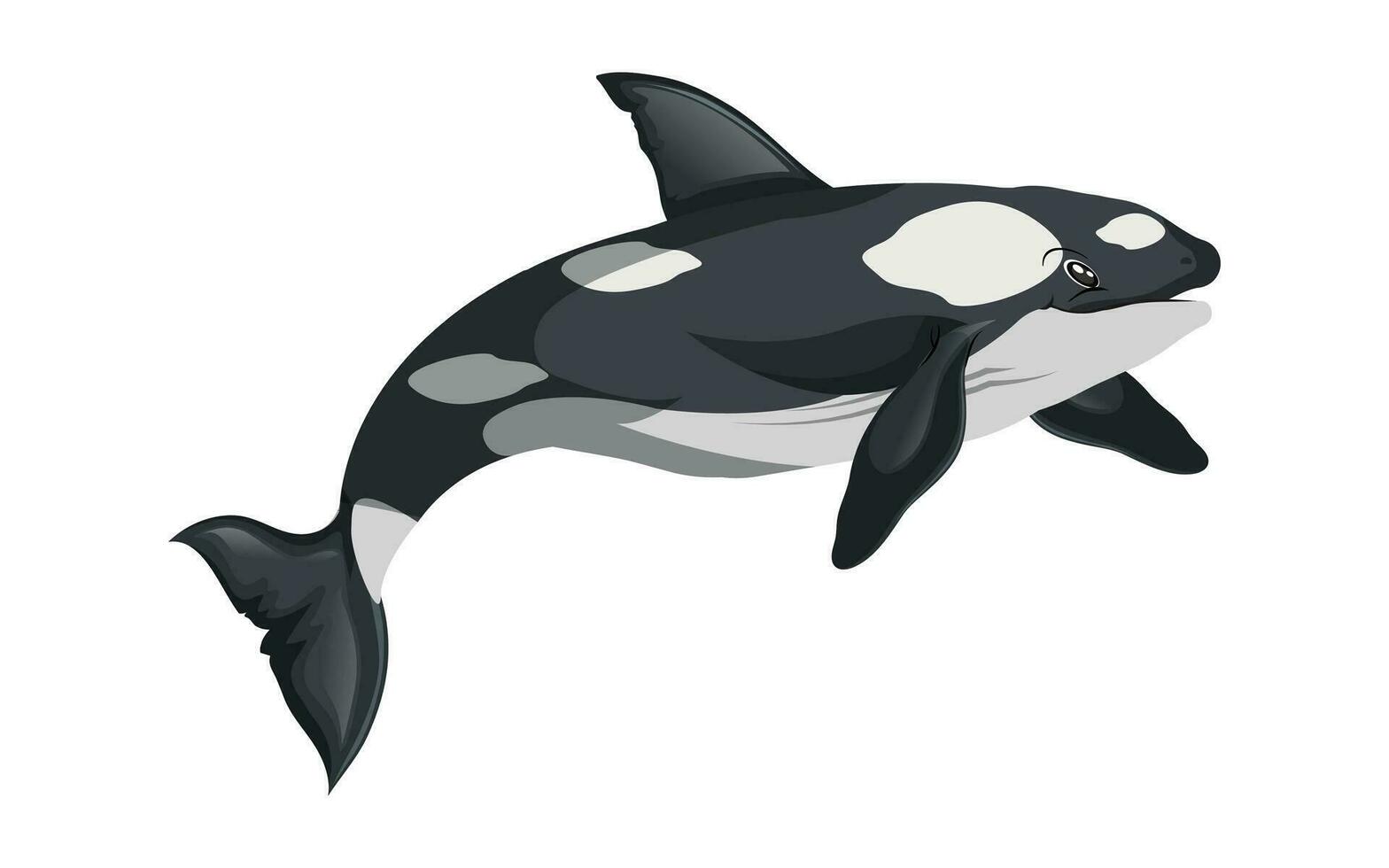 zwemmen walvis icoon gekleurde tekenfilm schetsen vector