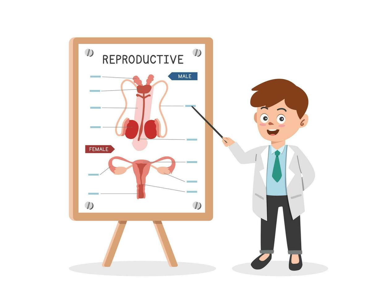 voortplantings- systeem clip art tekenfilm stijl. dokter presenteren menselijk voortplantings- systeem Bij medisch congres vlak vector illustratie. testikel, eierstok, penis, vagina. medisch, dokter conferentie concept