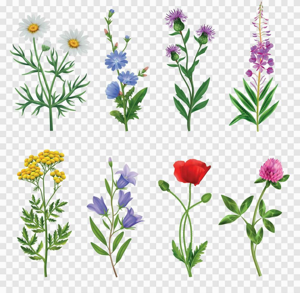 realistisch wilde bloemen reeks vector