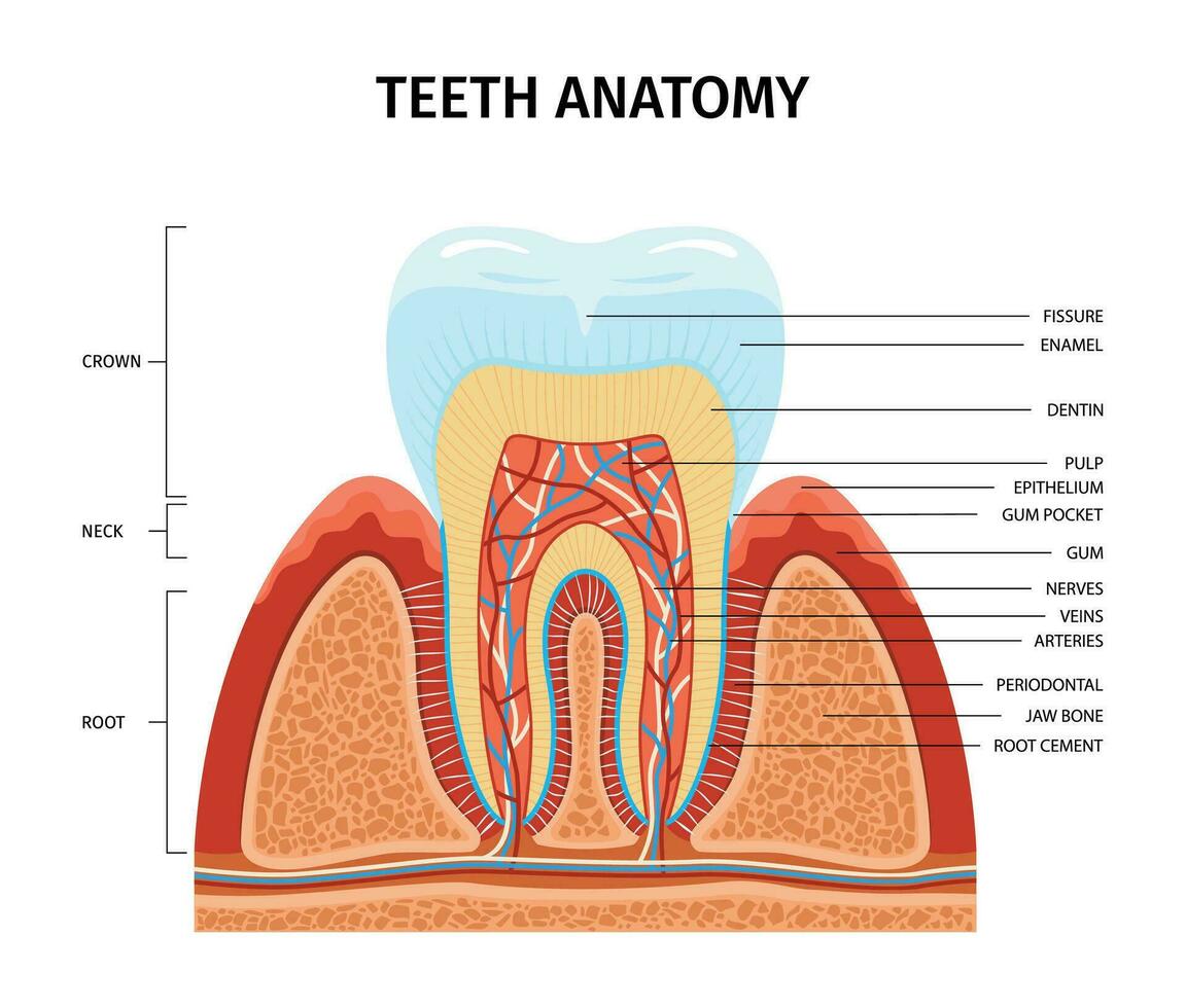 tanden anatomie structuur infographics vector