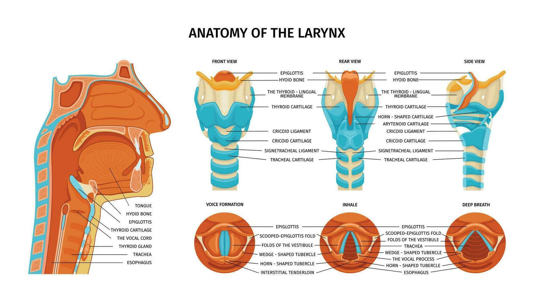 anatomie van strottenhoofd samenstelling vector