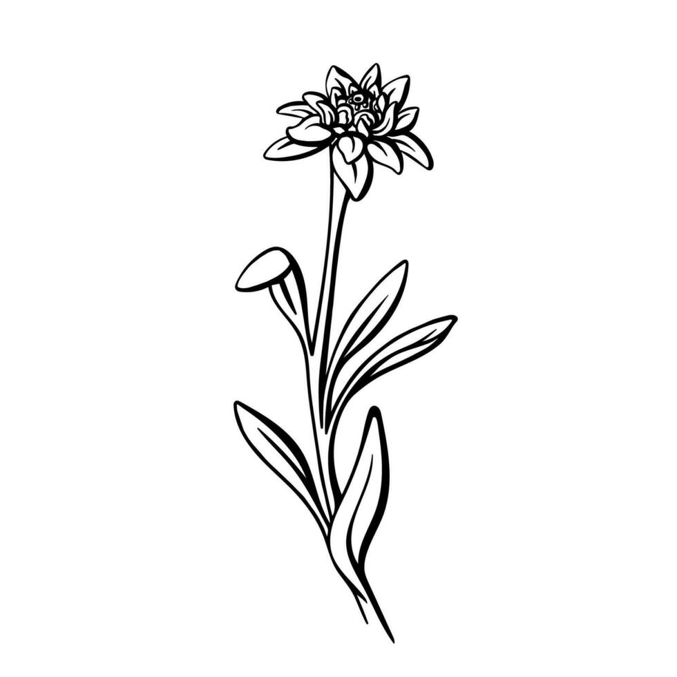 edelweiss bloem. vector lijn illustratie schetsen