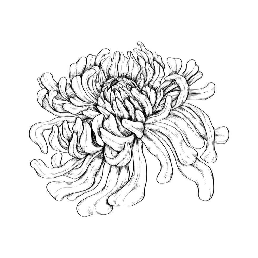 vector illustratie van een Japans chrysant getrokken in een gravure stijl. luxueus, elegant patroon voor kleding stof, tijdschrift, schrijfbehoeften