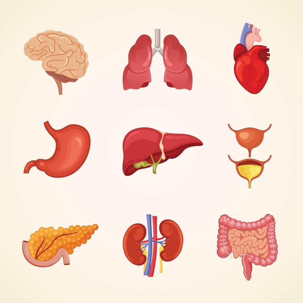 set van menselijke interne organen vectorillustratie vector