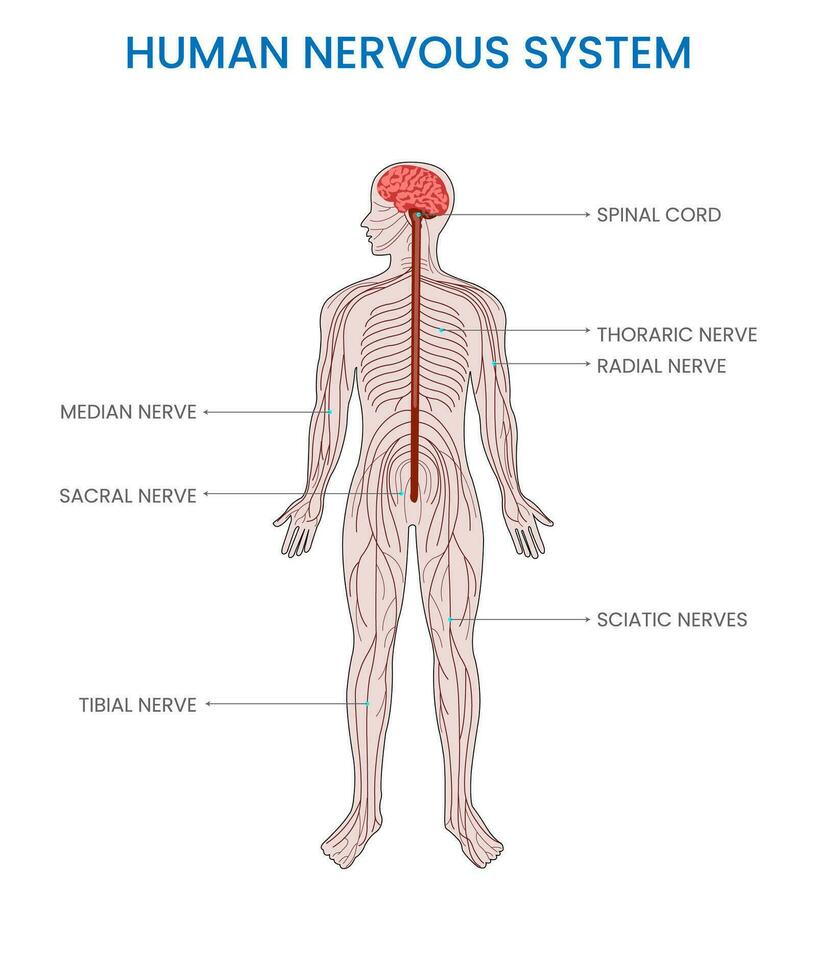 menselijk nerveus systeem, complex netwerk coördineren lichaam functies, verzenden signalen voor communicatie vector