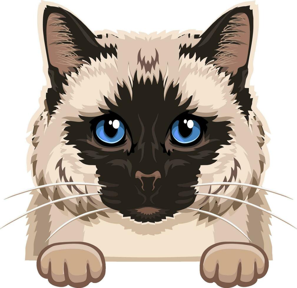 Birman kat kleur - gluren kat, kat digitaal, kat ras, huisdier vector, kat hoofd, gezicht kat vector