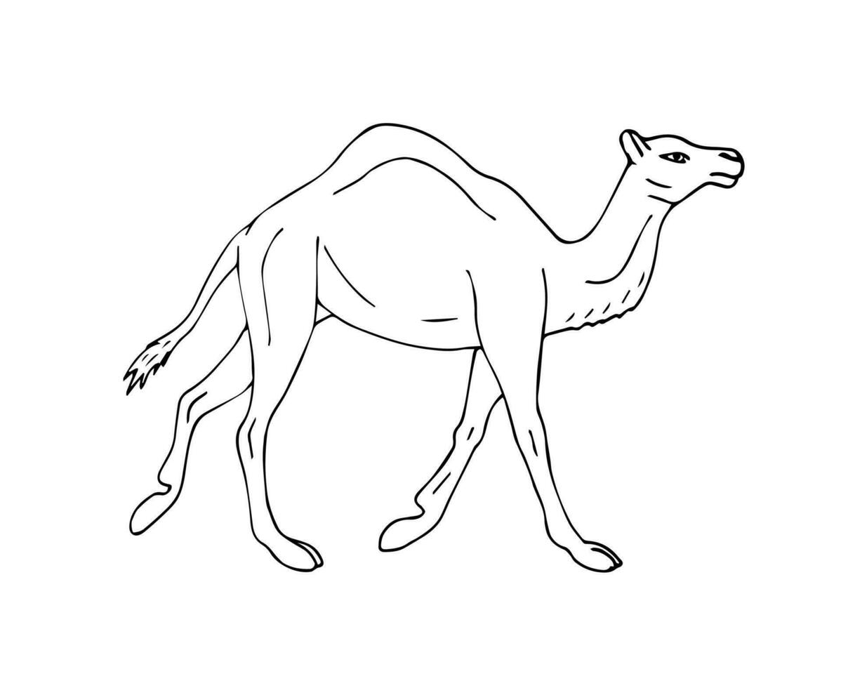 vector hand- getrokken schetsen dromedaris kameel