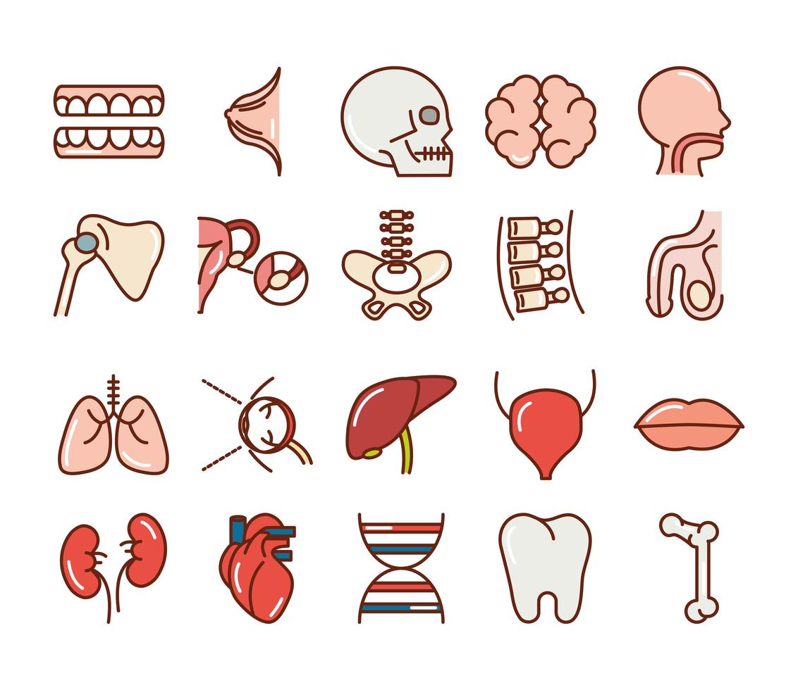menselijk lichaam anatomie organen gezondheid tanden schedel hersenen hoofd lever pictogrammen collectie lijn en vul vector