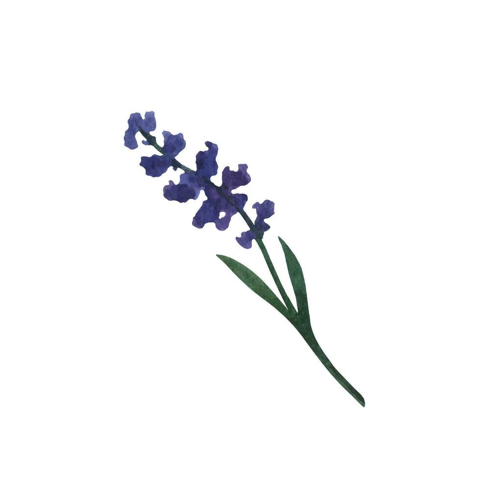 provence lavendel bloem en bladeren. hand- getrokken zomer kruid waterverf clip art vector