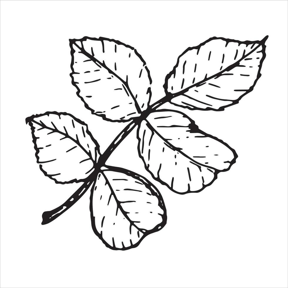 vel. botanisch blad van roos bloem. hand getekend Aan een wit achtergrond, in vector formaat. grafisch tekening kan worden gebruikt voor uw ontwerp.