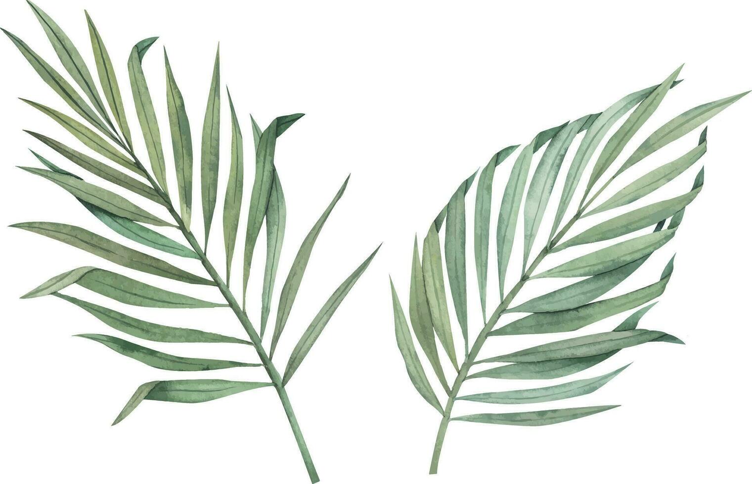 reeks van tropisch palm bladeren geïsoleerd zonder achtergrond. waterverf exotisch fabriek. botanisch illustratie. vector