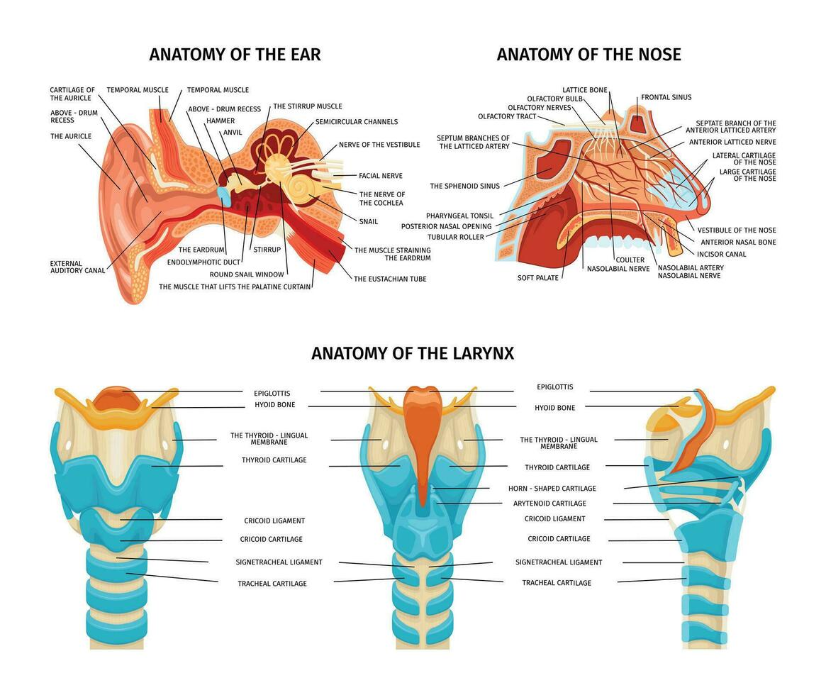 oor neus- anatomie reeks vector