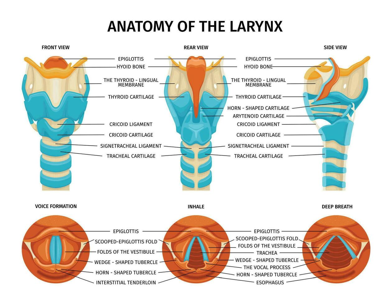 strottenhoofd inademen anatomie samenstelling vector