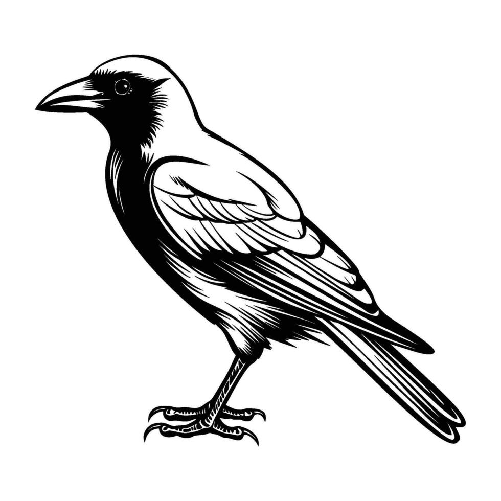 kraaien silhouet, kraaien mascotte logo, kraaien zwart en wit dier symbool ontwerp, vogel icoon. vector
