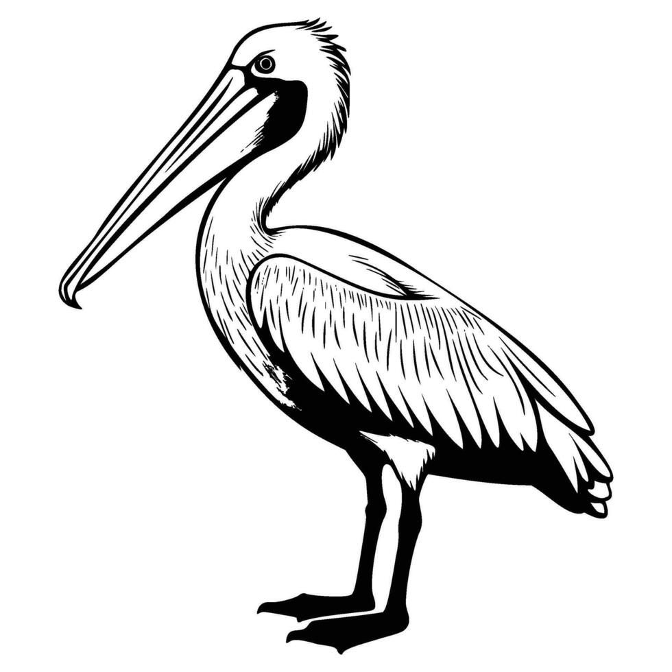 pelikaan silhouet, pelikaan mascotte logo, pelikaan zwart en wit dier symbool ontwerp, vogel icoon. vector