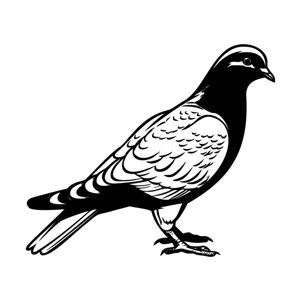 duiven silhouet, duiven mascotte logo, duiven zwart en wit dier symbool ontwerp, vogel icoon. vector