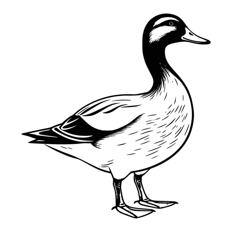wilde eend silhouet, wilde eend mascotte logo, wilde eend zwart en wit dier symbool ontwerp, vogel icoon. vector