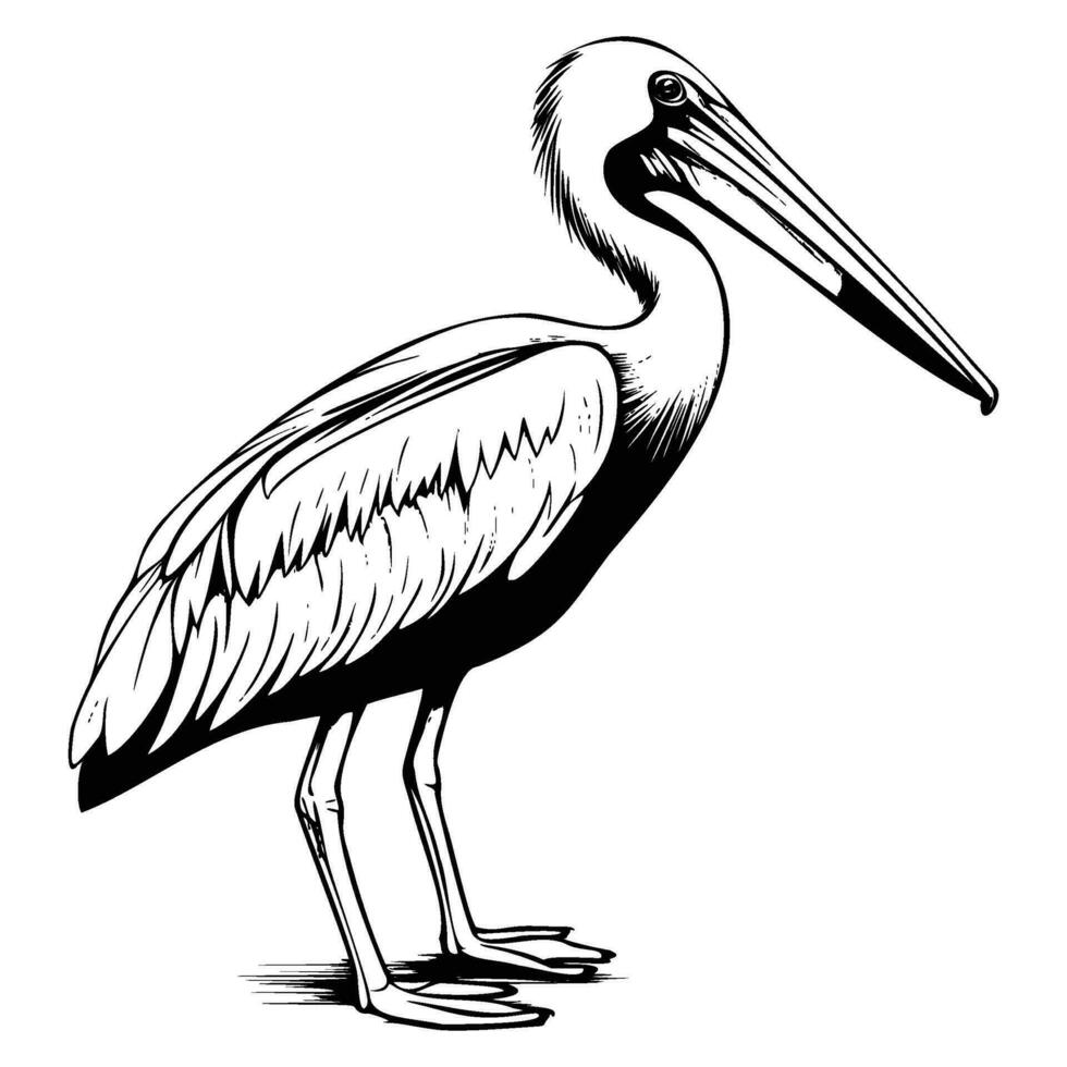 pelikaan silhouet, pelikaan mascotte logo, pelikaan zwart en wit dier symbool ontwerp, vogel icoon. vector