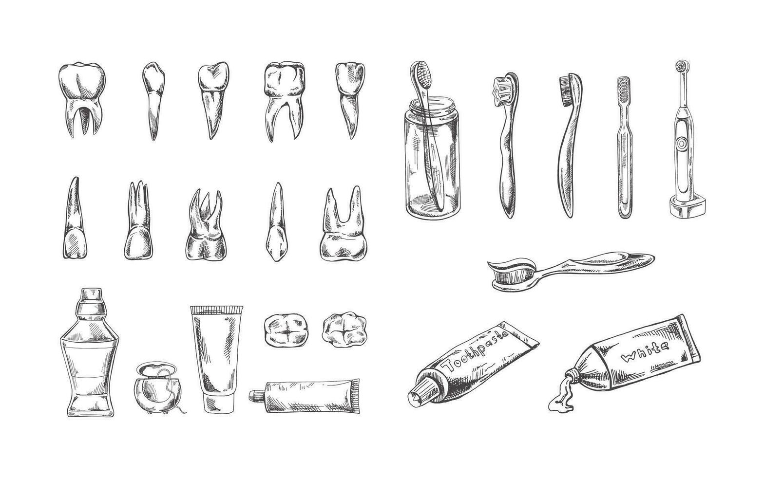 stomatologie hand- getrokken set. kiespijn behandeling. tanden schetsen. verschillend types van menselijk tand. tandenborstels en pasta's. tandheelkundig zorg, tandheelkundig instrumenten. vector