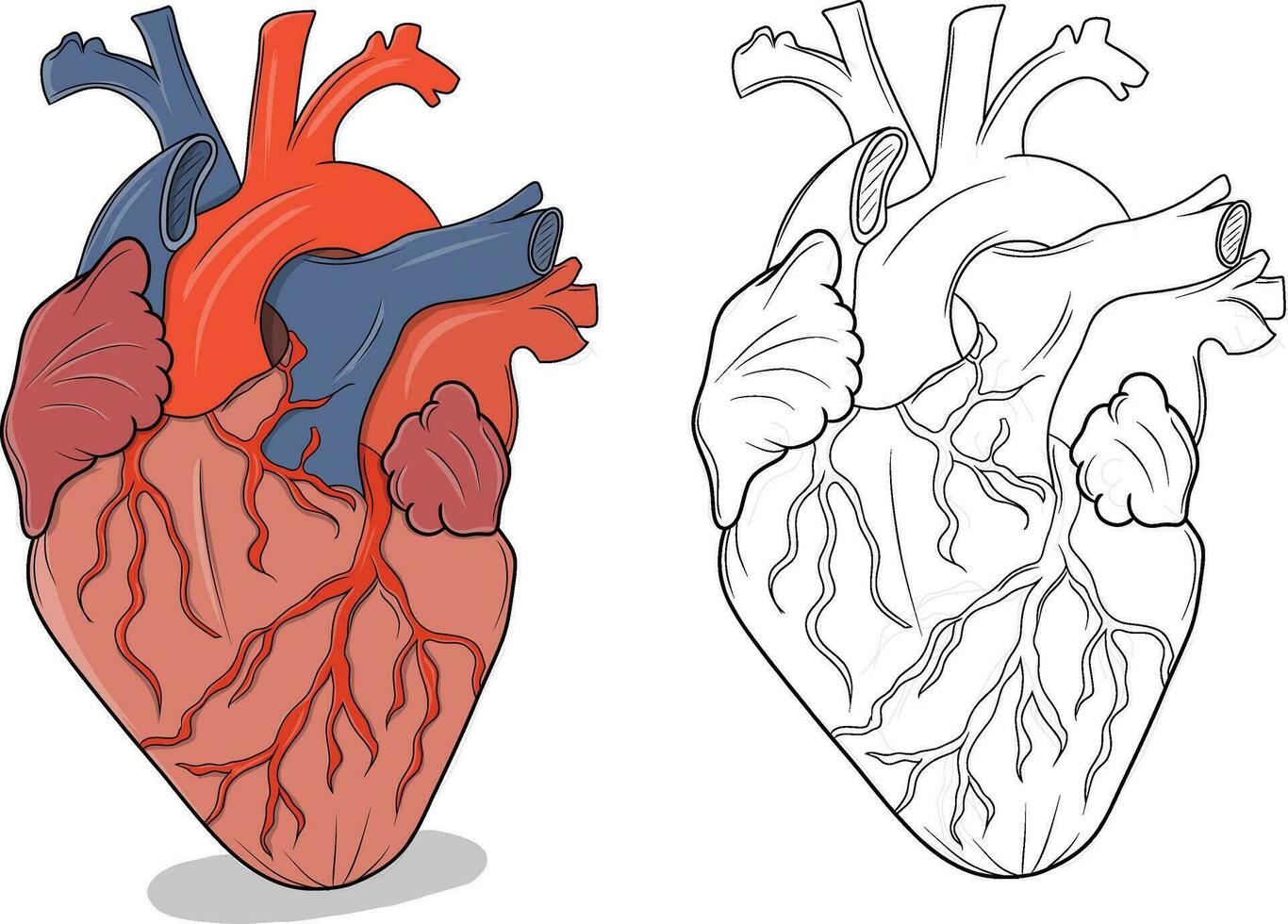 gemakkelijk tekening reeks van menselijk hart vector