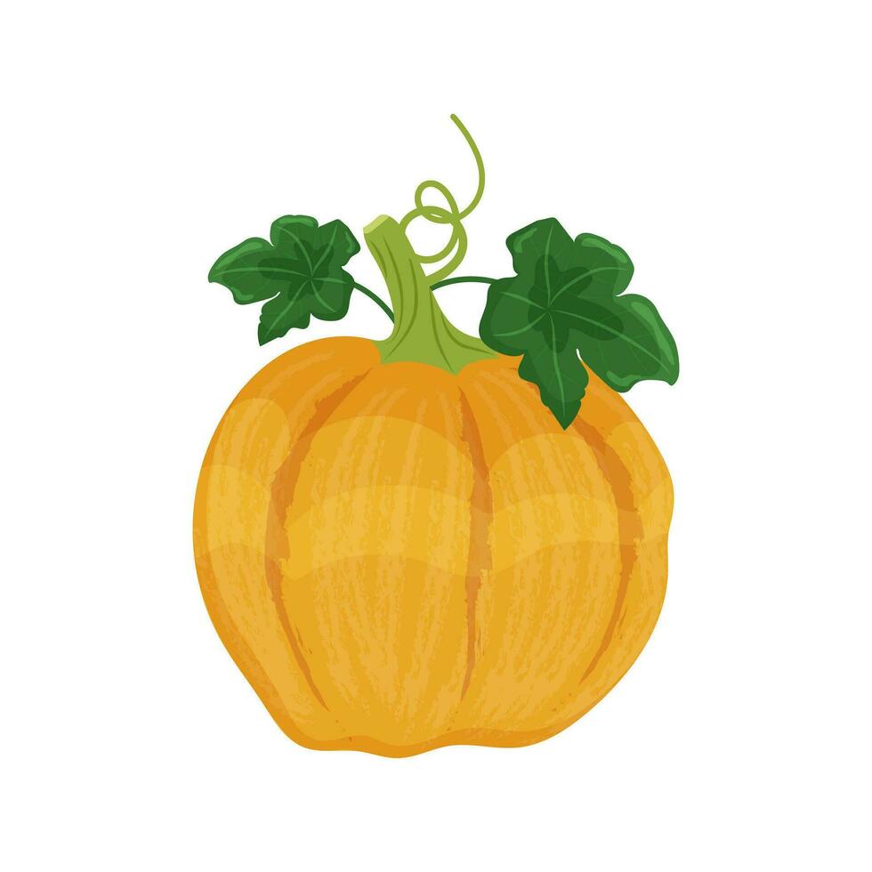 geel oranje pompoen met bladeren en schiet, herfst groente oogst, vector illustratie Aan een wit achtergrond isoleren