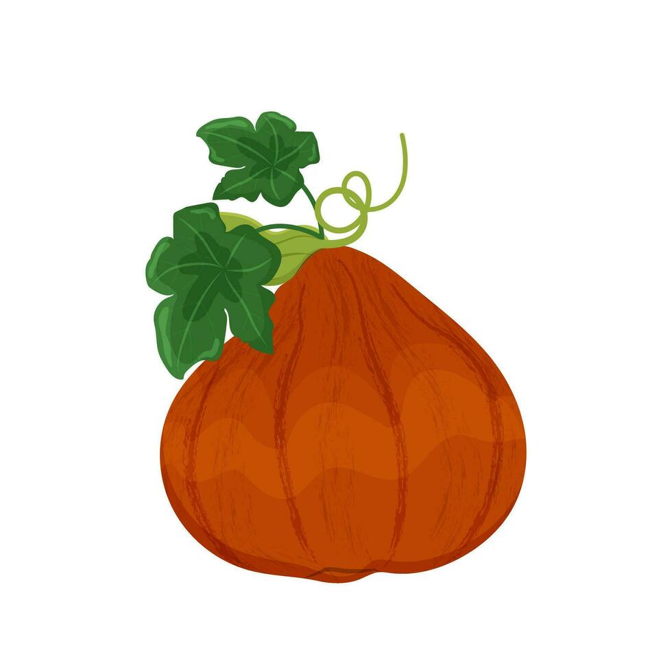 geel oranje pompoen met bladeren en schiet, herfst groente oogst, vector illustratie Aan een wit achtergrond isoleren