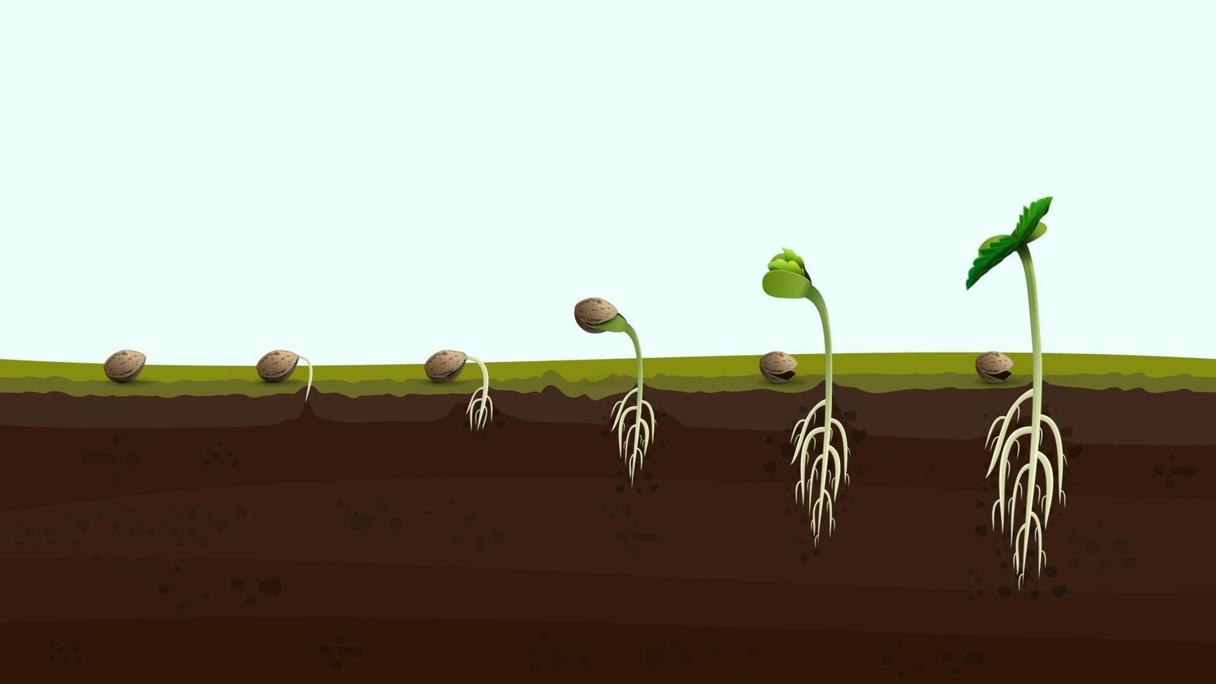 stadia van het ontkiemen van cannabiszaden van zaad tot spruit, realistische afbeelding. proces van het planten van marihuana vector