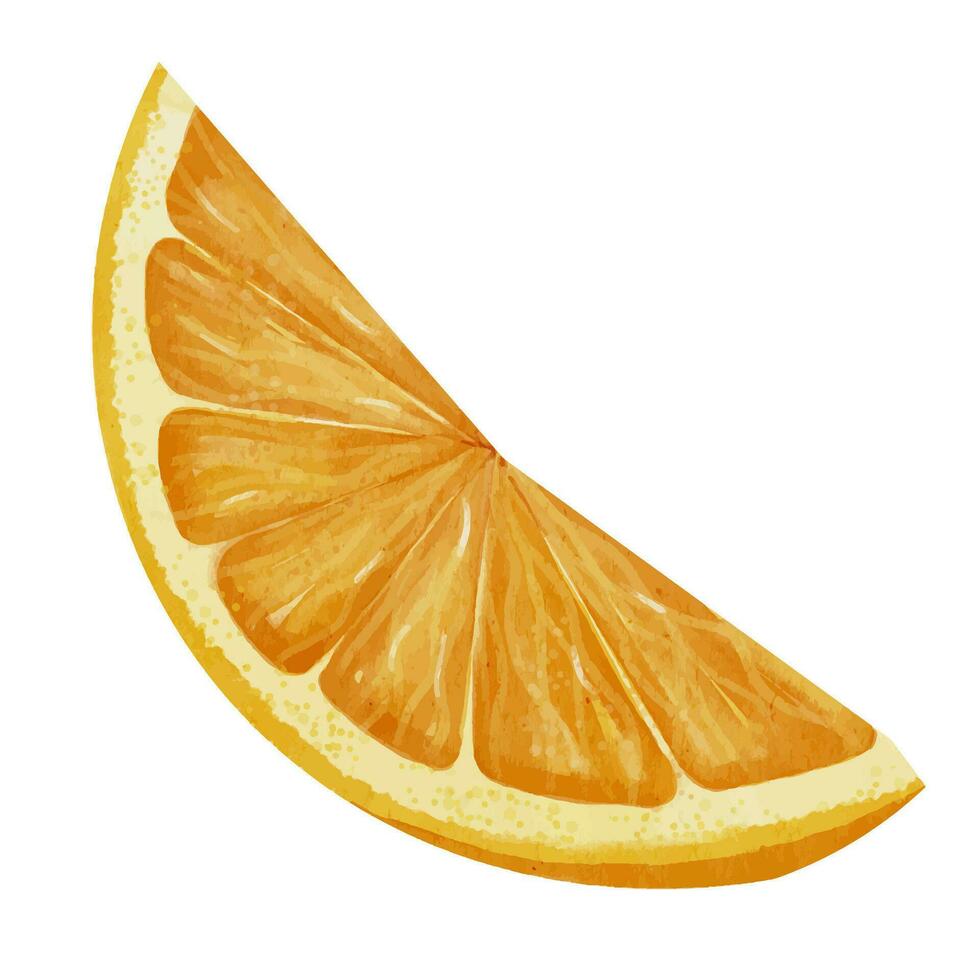 plak van oranje fruit. hand- getrokken waterverf illustratie van sappig citrus voedsel Aan wit geïsoleerd achtergrond. besnoeiing van mandarijn voor sap etiket ontwerp. tekening met stuk van clementine voor icoon of logo vector