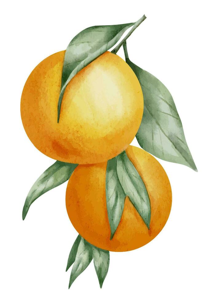 oranje fruit Afdeling. hand- getrokken waterverf illustratie van geel tropisch citrus voedsel Aan wit geïsoleerd achtergrond. tekening van mandarijn- boom met groen bladeren. schetsen van sappig mandarijn voor menu vector