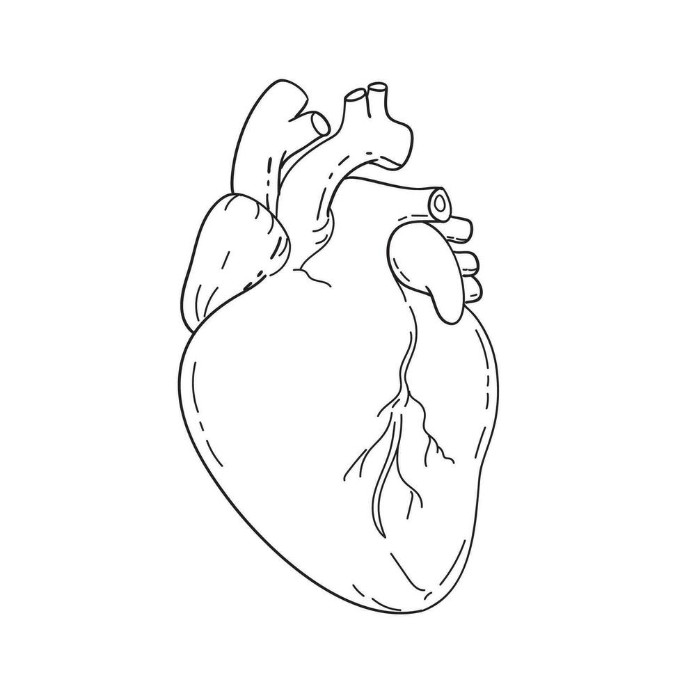 menselijk hart anatomie mono lijn kunst tekening vector