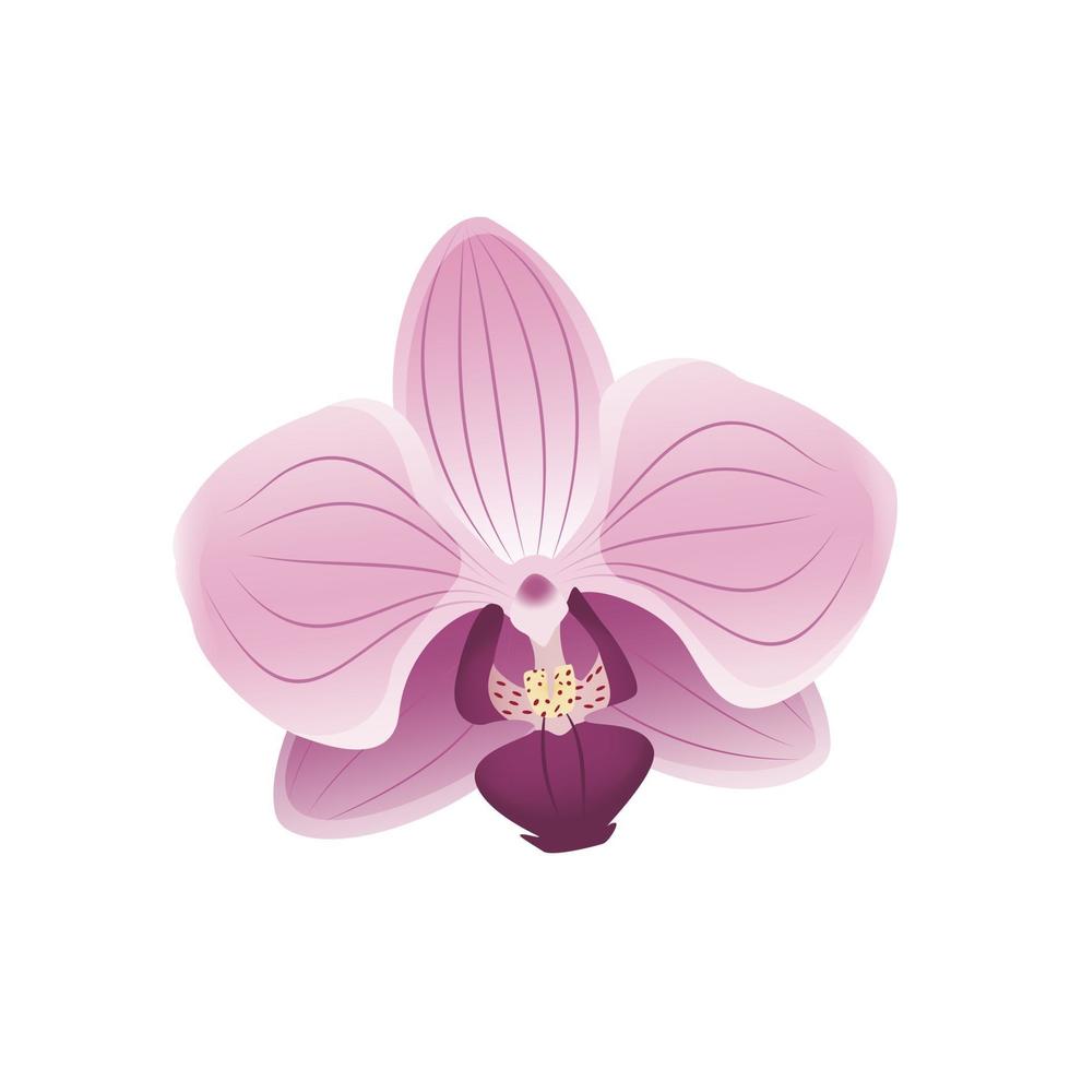 schattige roze orchidee bloem pictogram. delicate kersenbloesemblaadjes, lentemotieven. vooraanzicht. feestelijke decoraties voor bruiloft, vakantie, ansichtkaart, poster vector