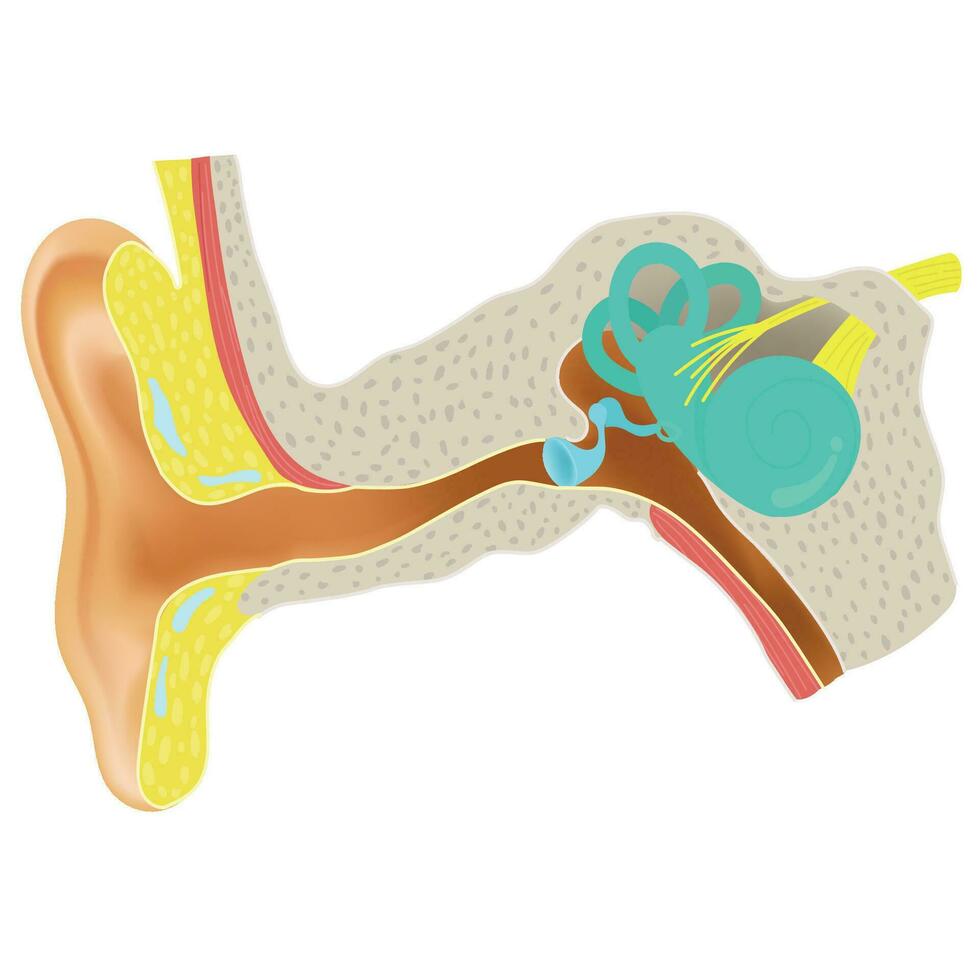 anatomie en fysiologie van de oor. vector