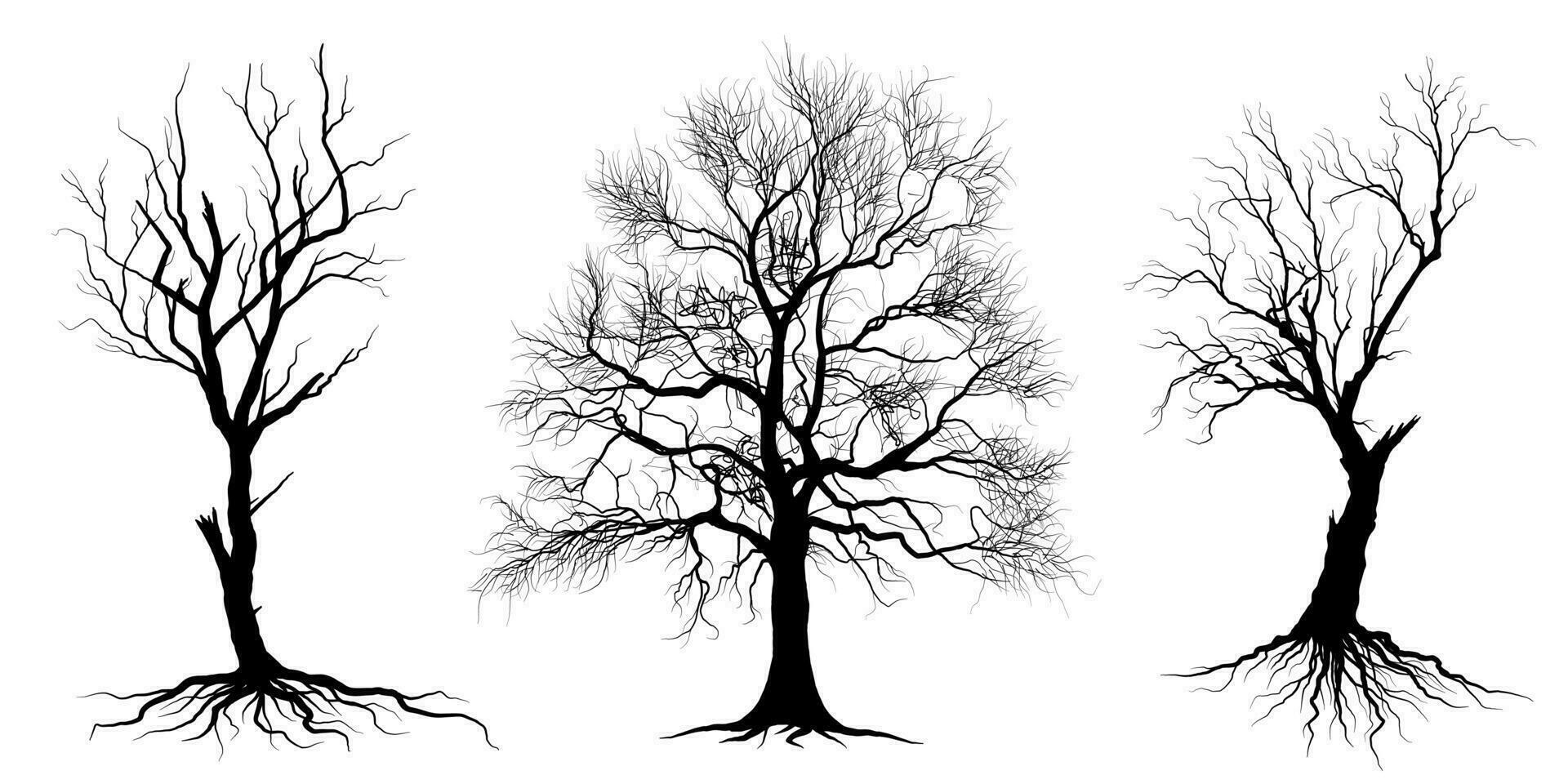 zwart Afdeling boom of naakt bomen silhouetten. hand- getrokken geïsoleerd illustraties. vector