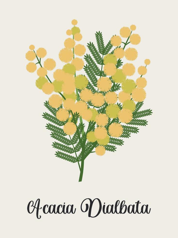 boeket van acacia takken met geel bloemen Aan een grijs licht achtergrond. voorjaar kaart met een fabriek in de volksmond bekend net zo mimosa. vector. vector