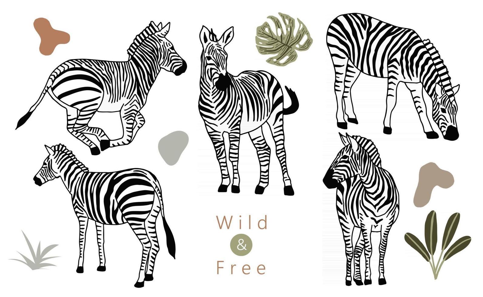 dier object collectie met zebra.vector illustratie voor icon vector