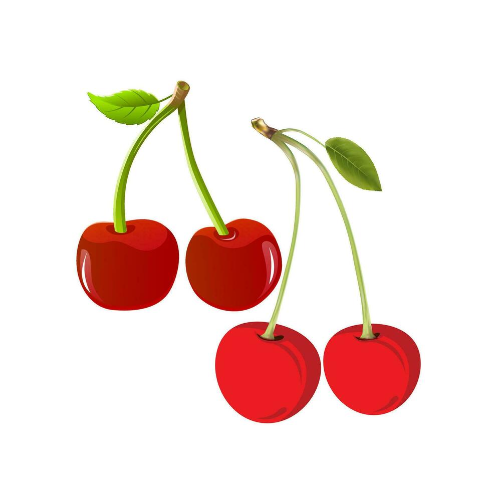 realistisch rood kers fruit met rijp bladeren Aan blanco achtergrond vector illustratie