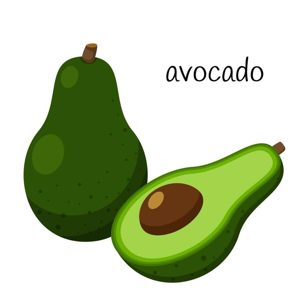 rijp avocado. geheel, voor de helft met een zaad. groente, ingrediënt, de element van verpakking ontwerp voor voedsel, recepten, menu's. geïsoleerd Aan een wit achtergrond vector illustratie in een vlak stijl.