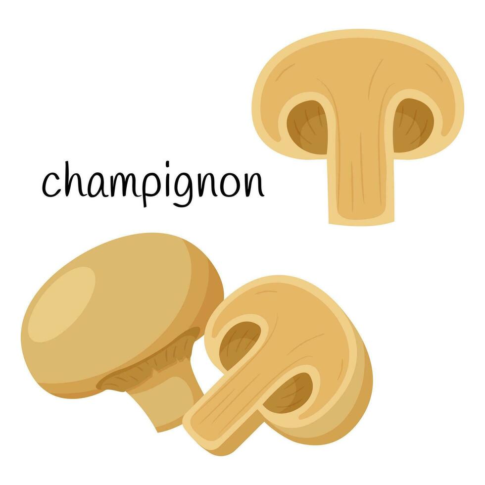 champignons. de paddestoel is geheel, de helft in dwarsdoorsnede. ingrediënt, een element voor de ontwerp van voedsel verpakkingen, recepten, en menu's.geïsoleerd Aan een wit achtergrond vector illustratie in een vlak stijl.