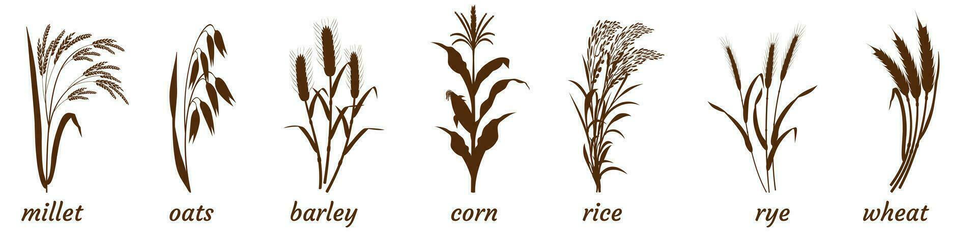 takjes van ontbijtgranen planten Aan wit. silhouet van bundel van gierst, gerst en tarwe. havermout en rijst- stengel icoon. elementen voor de ontwerp van verpakking van granen vector