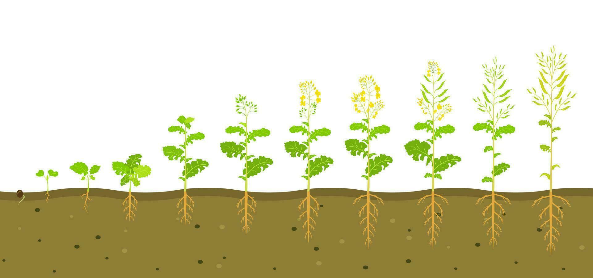 groei fiets van koolzaad in bodem. fasen van ontwikkeling van wortel systeem van planten. vector illustratie van groeit zaailingen