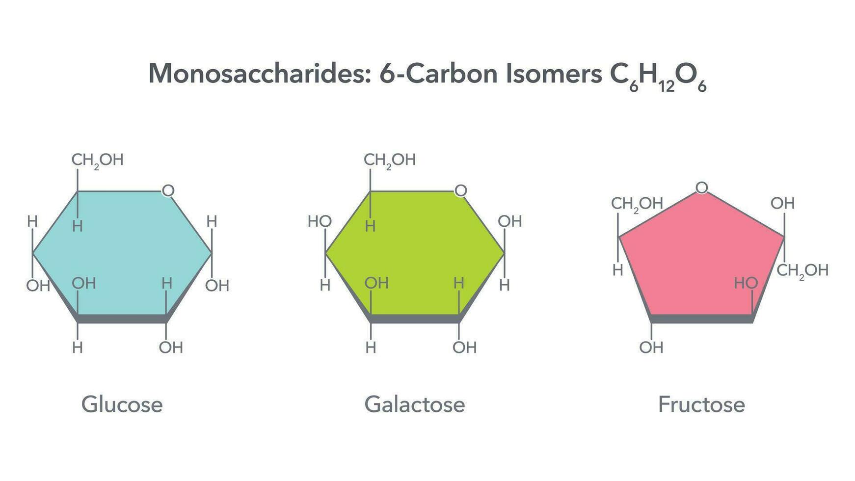 monosacchariden 6 koolstof isomeren glucose fructose en galactose vector illustratie infographic