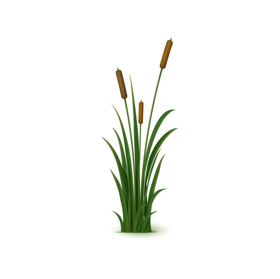 realistisch riet gras met luchtig zaad hoofden vector